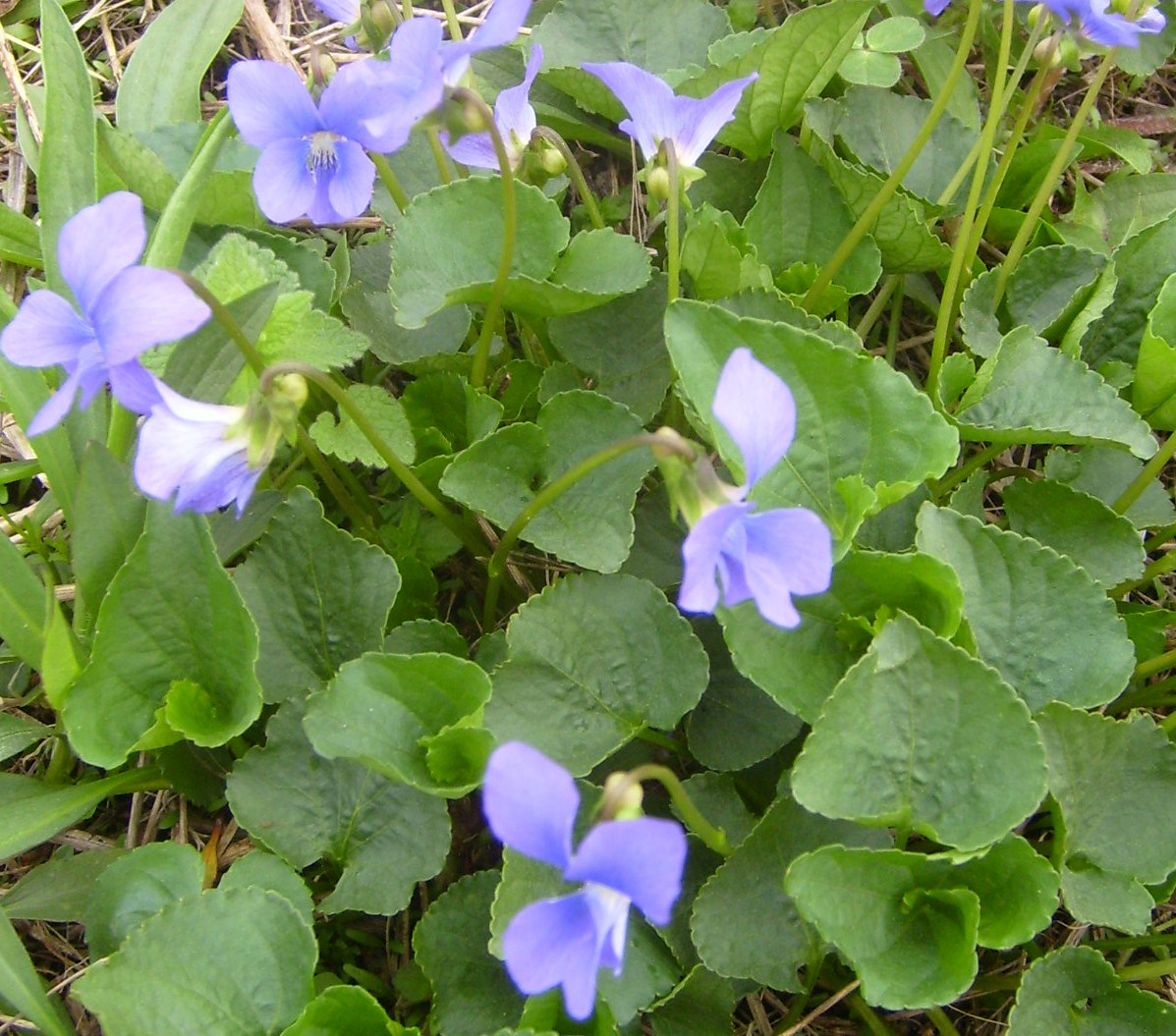 Violets Are Blue [1986] buildfiles